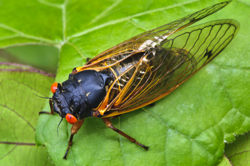 Illustration for article titled Why periodic cicadas emerge in prime-numbered years
